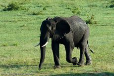 Afrikanischer Elefant (82 von 131).jpg